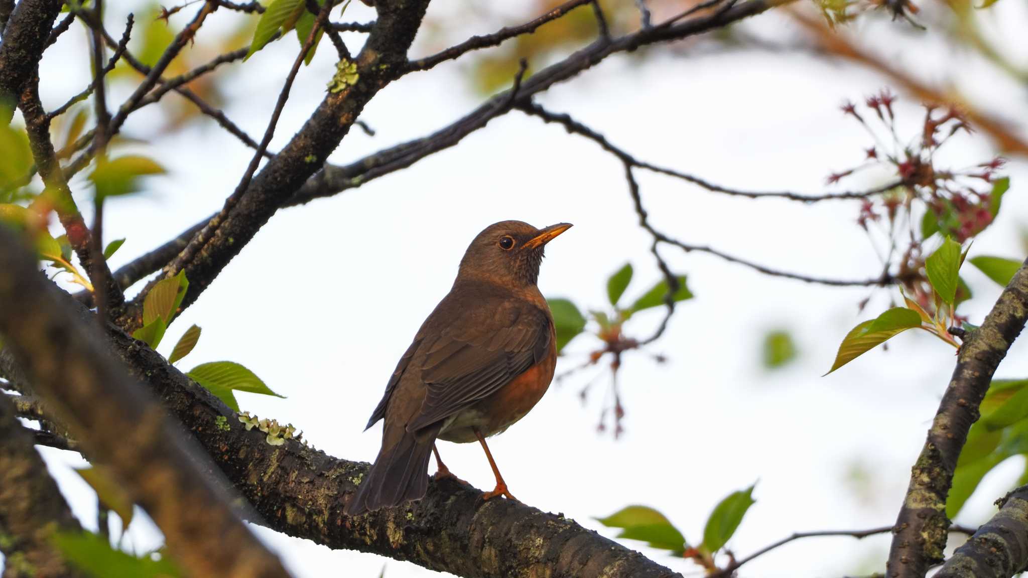 Photo of Brown-headed Thrush at 東広島市 by aroaro