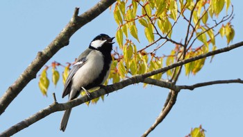 Japanese Tit 東広島市 Sun, 4/18/2021