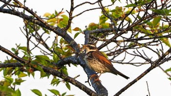 Dusky Thrush 東広島市 Sun, 4/18/2021