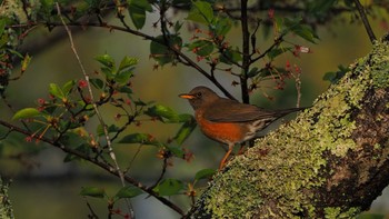 Brown-headed Thrush 東広島市 Sun, 4/18/2021