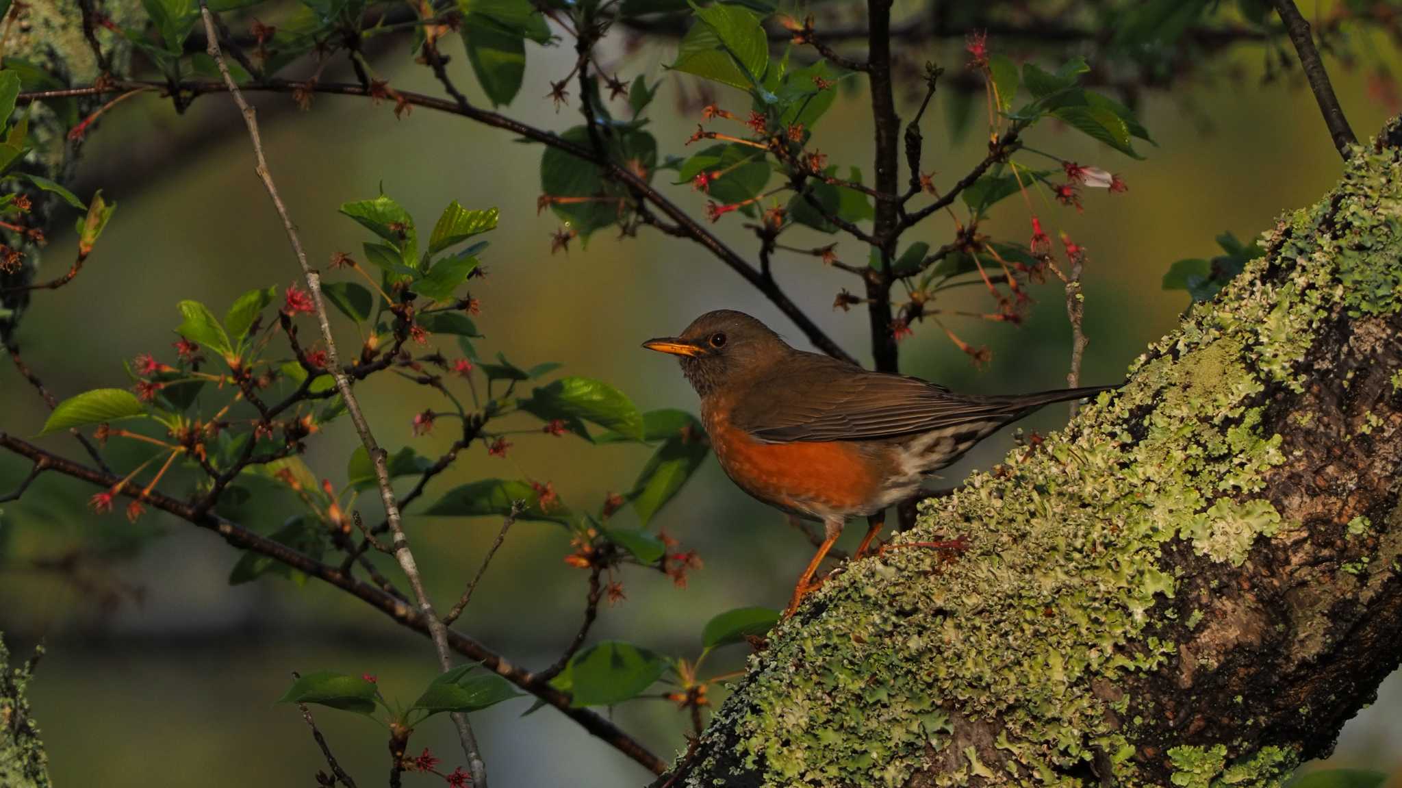 Photo of Brown-headed Thrush at 東広島市 by aroaro