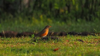 Brown-headed Thrush 東広島市 Sun, 4/18/2021