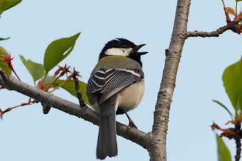 Japanese Tit 東広島市 Sun, 4/18/2021