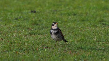 Dusky Thrush 東広島市 Sun, 4/18/2021