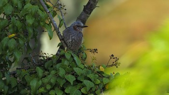 Brown-eared Bulbul 東広島市 Sun, 4/18/2021