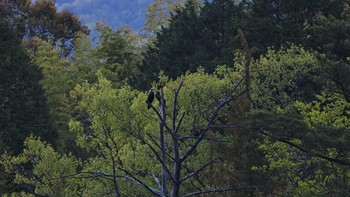 Great Cormorant 東広島市 Sun, 4/18/2021