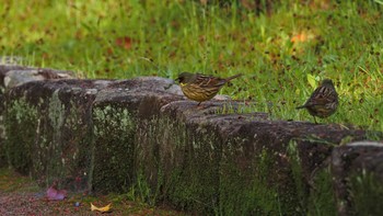 Masked Bunting 東広島市 Sun, 4/18/2021