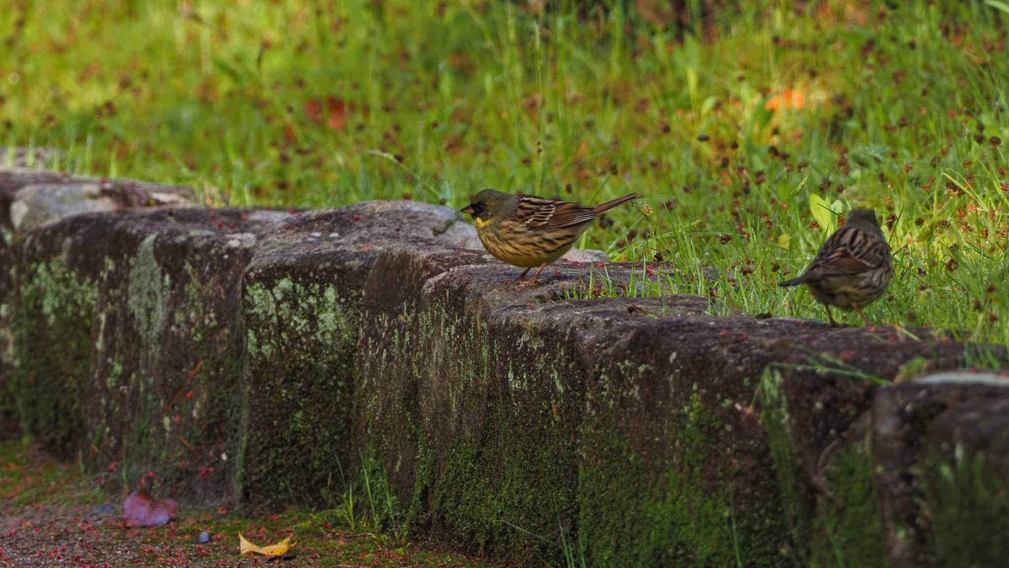 Photo of Masked Bunting at 東広島市 by aroaro