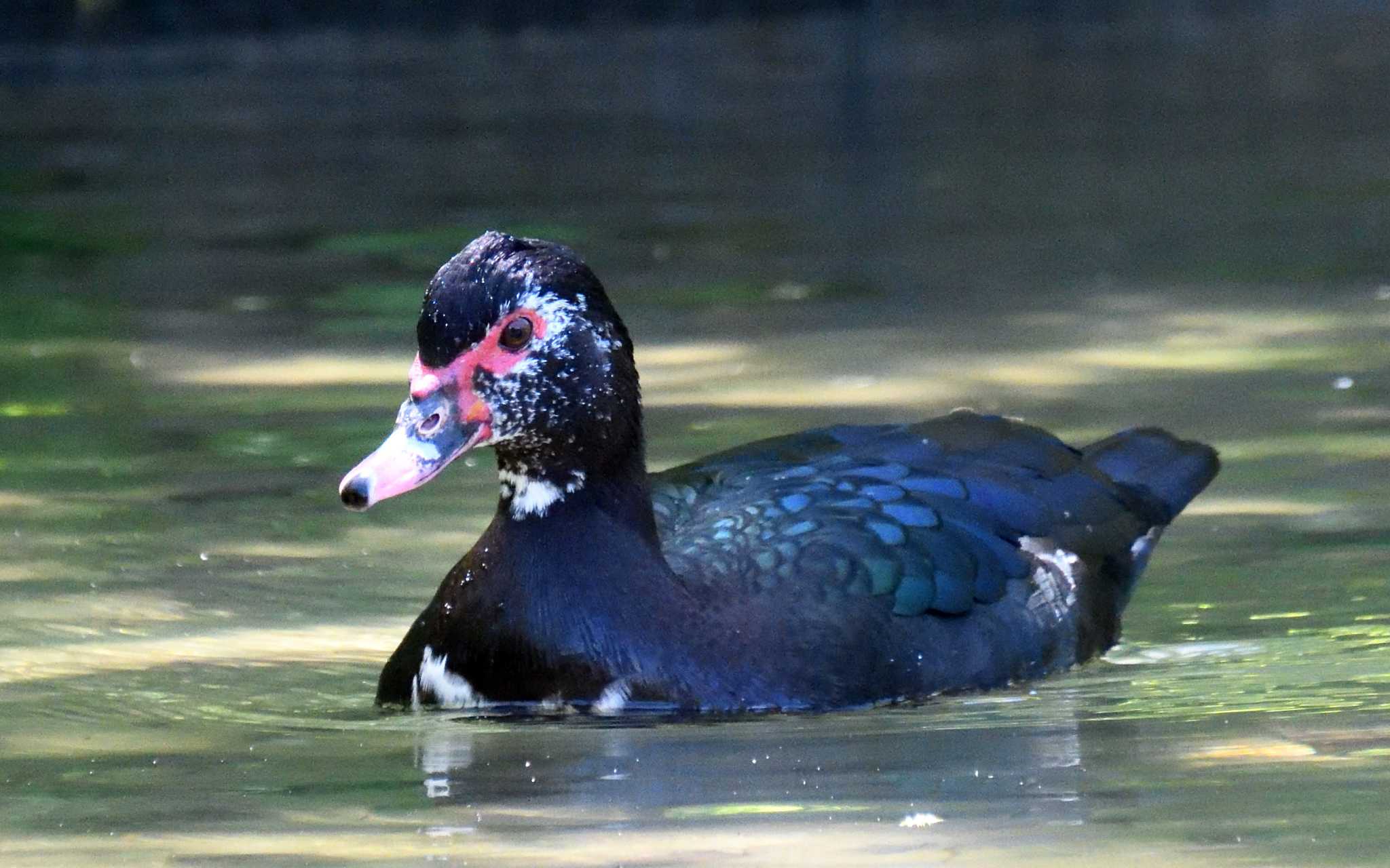 桧町公園 バリケンの写真