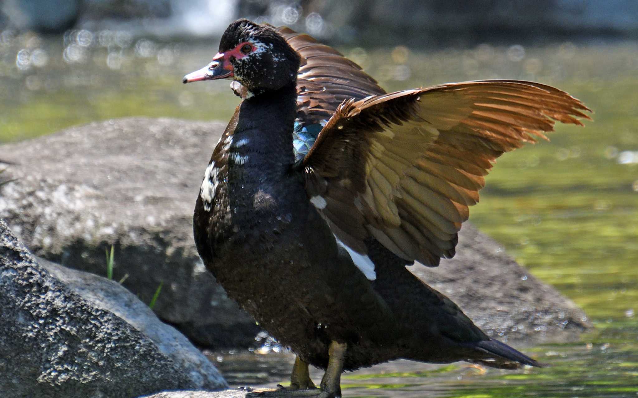 桧町公園 バリケンの写真