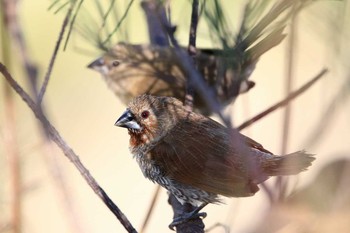 2017年2月1日(水) 豊崎干潟の野鳥観察記録