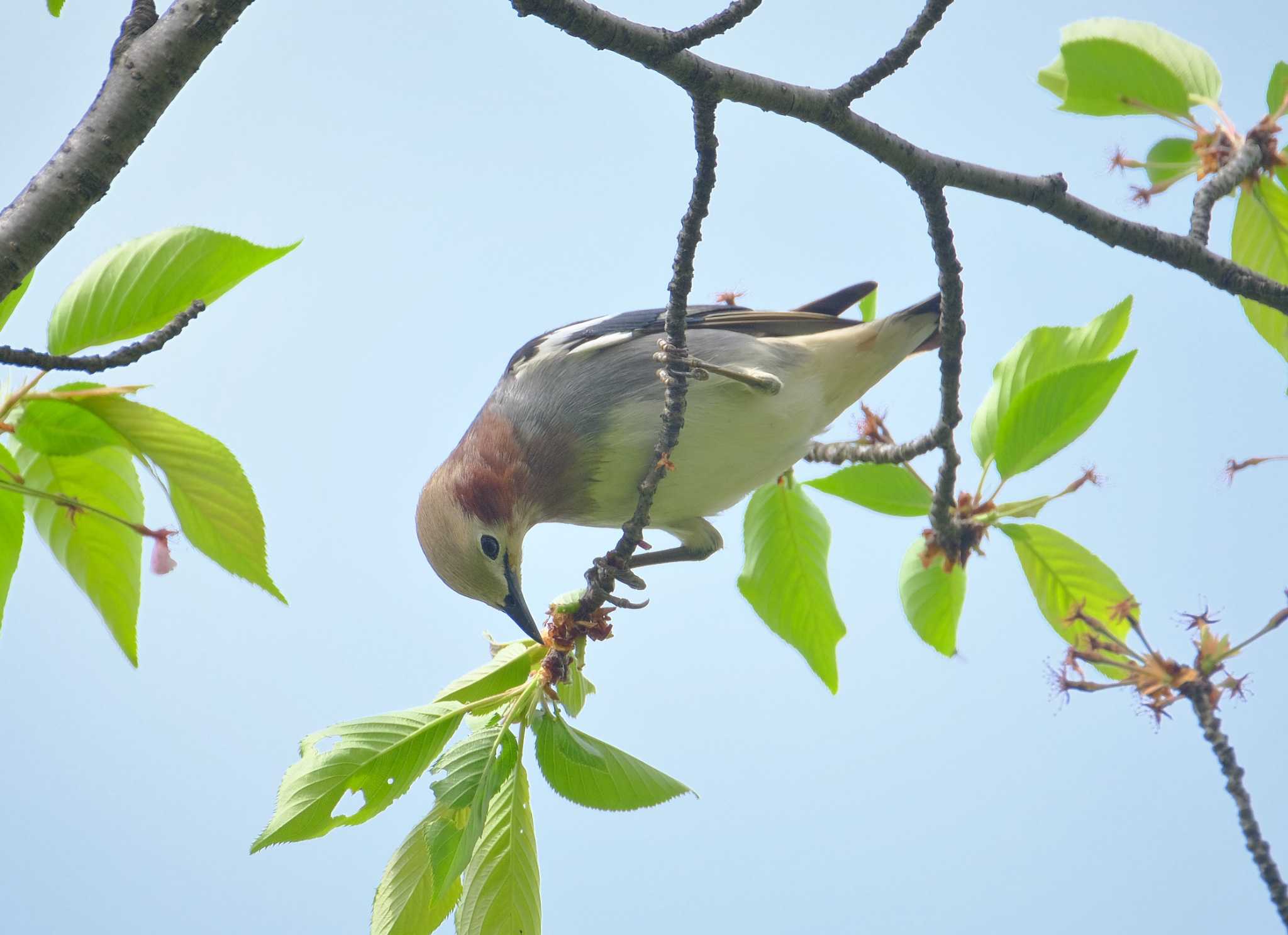 多摩川 コムクドリの写真