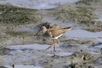 アカアシシギ 漫湖水鳥・湿地センター 2017年2月1日(水)