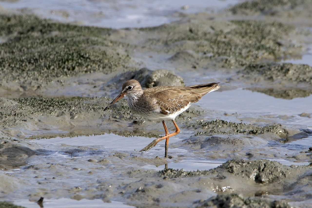 Common Redshank