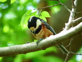 Varied Tit 菅田みどりの丘公園(横浜市神奈川区) Sun, 4/18/2021