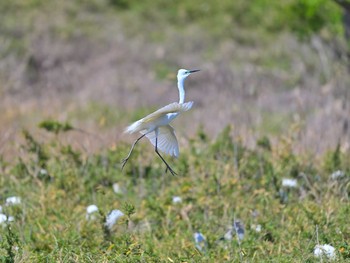 ダイサギ 土浦 2021年4月18日(日)