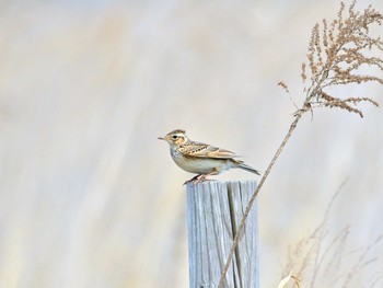 Eurasian Skylark 稲敷市甘田干拓 Sun, 4/18/2021