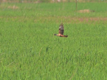 チュウヒ 稲敷市甘田干拓 2021年4月18日(日)