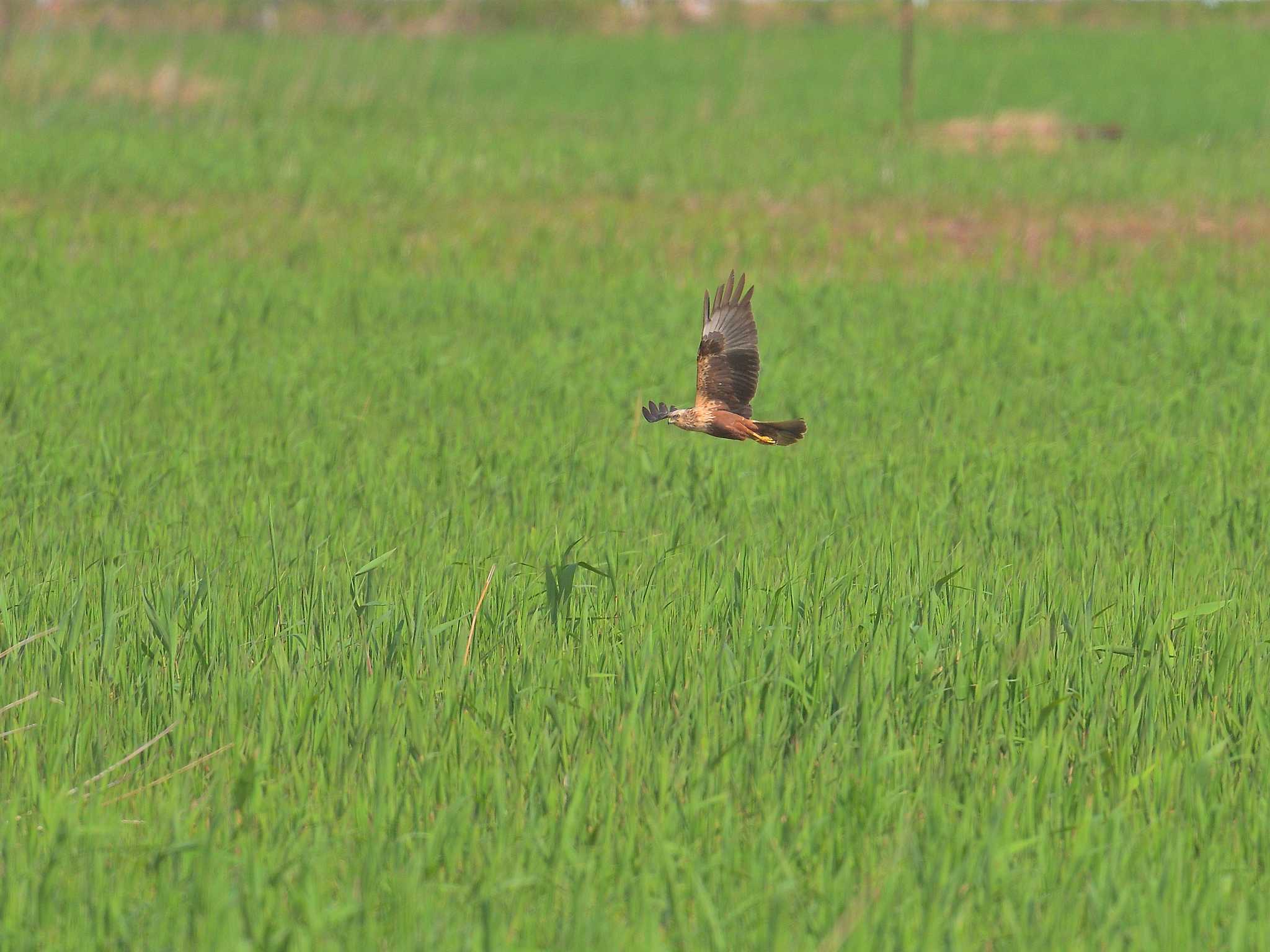 稲敷市甘田干拓 チュウヒの写真 by birds@hide3