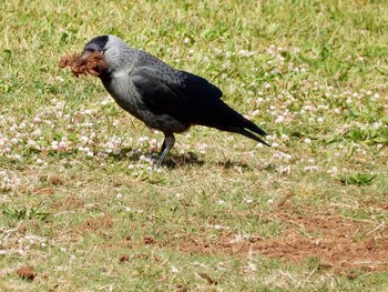 Western Jackdaw Tel Aviv, Israel  Thu, 4/15/2021