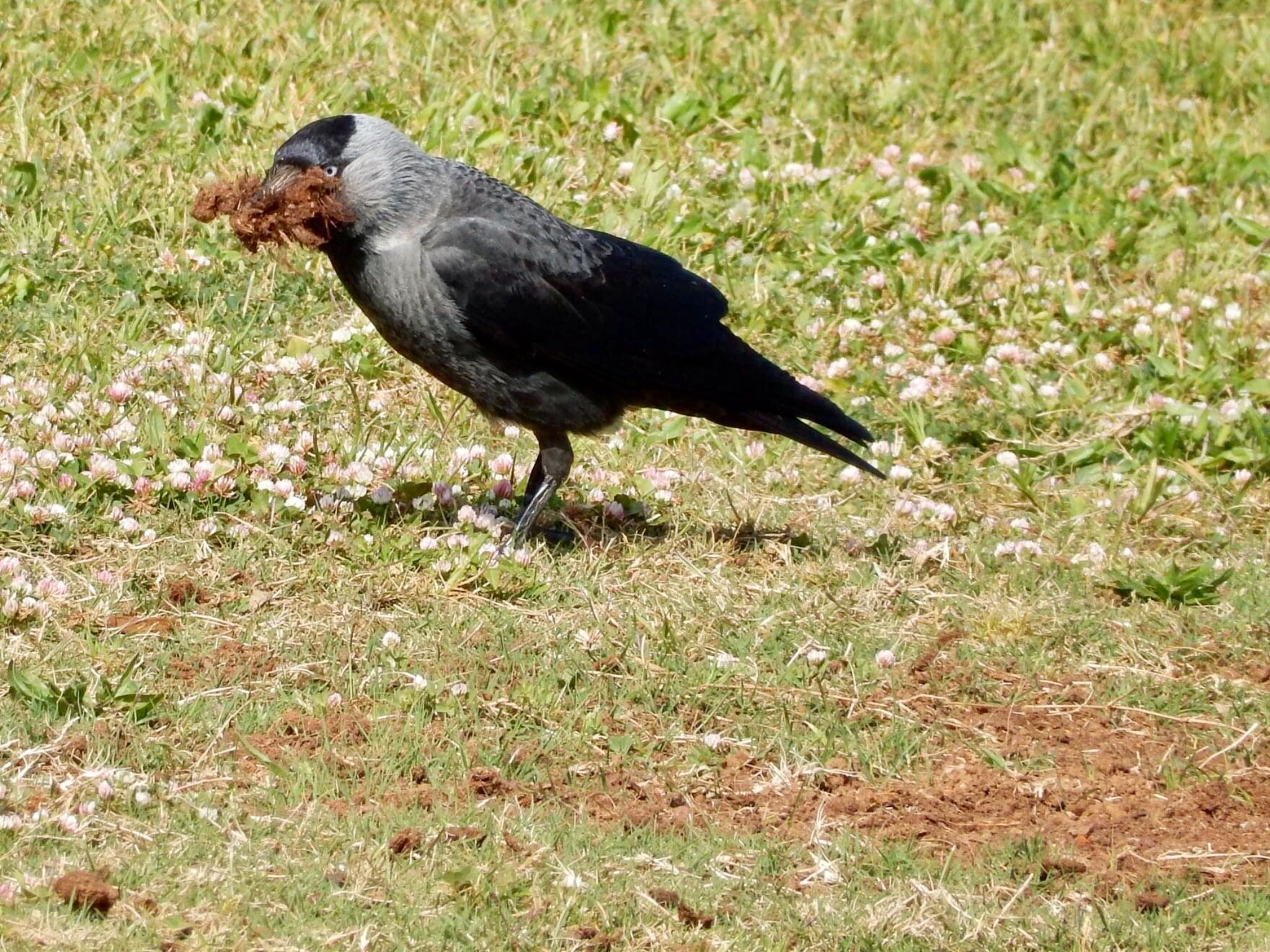 Western Jackdaw