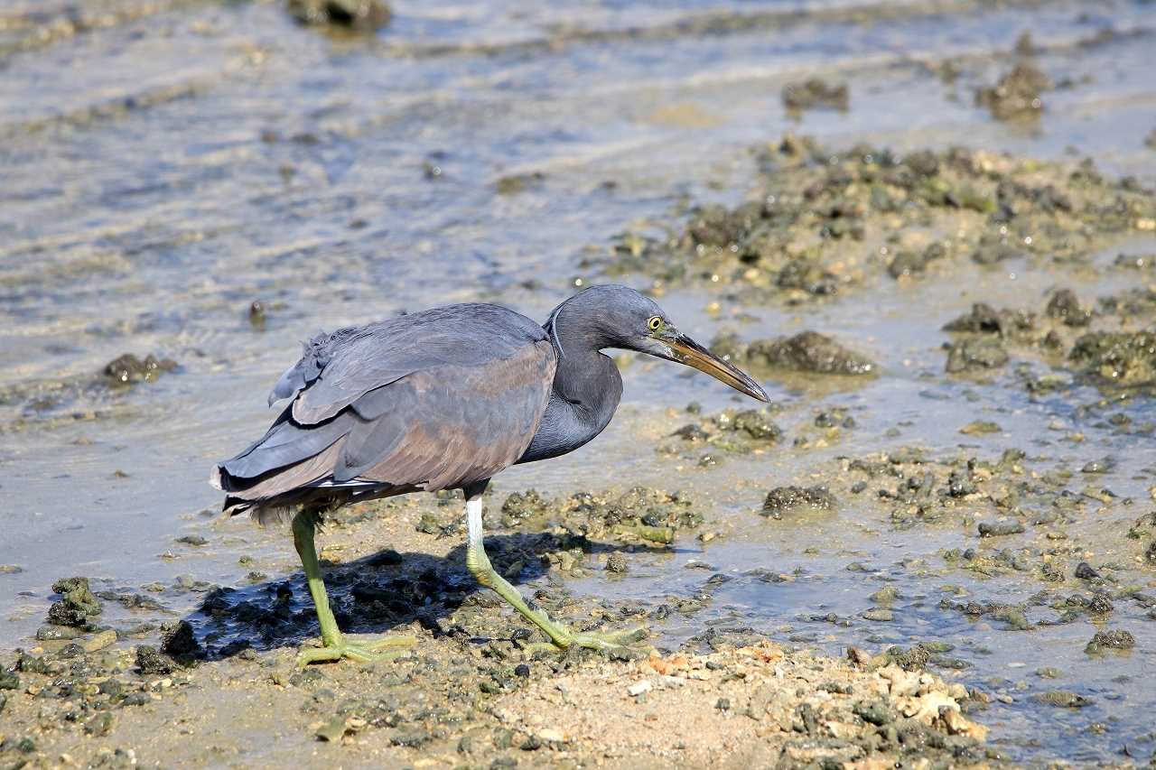 Photo of Pacific Reef Heron at 豊崎干潟 by とみやん