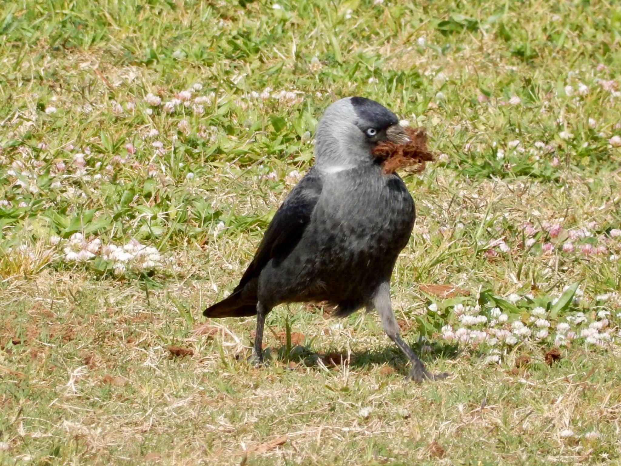 Western Jackdaw