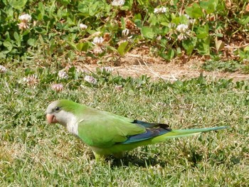 オキナインコ Tel Aviv, Israel  2021年4月15日(木)