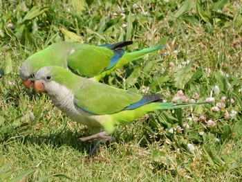 オキナインコ Tel Aviv, Israel  2021年4月15日(木)