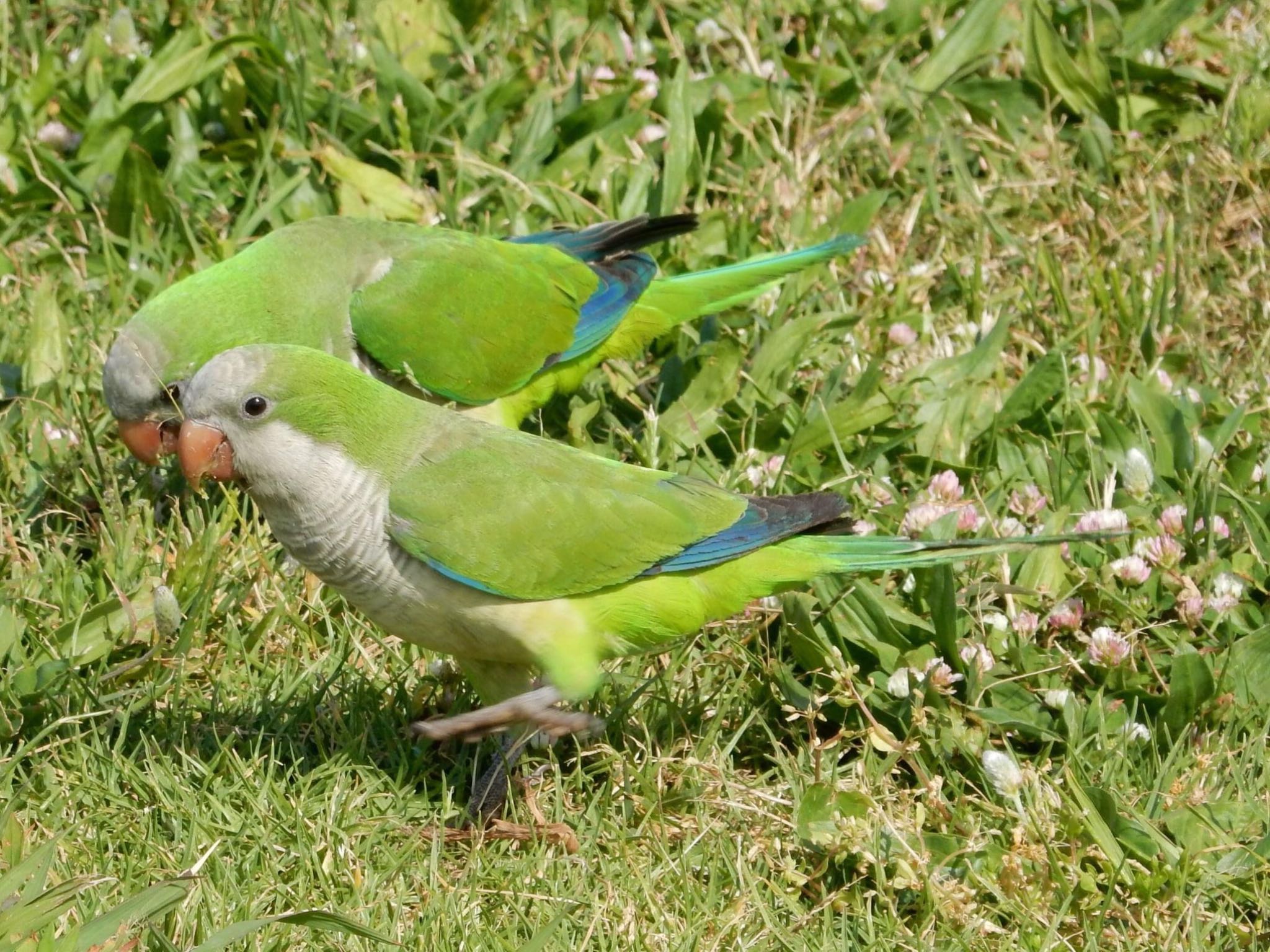 Tel Aviv, Israel  オキナインコの写真