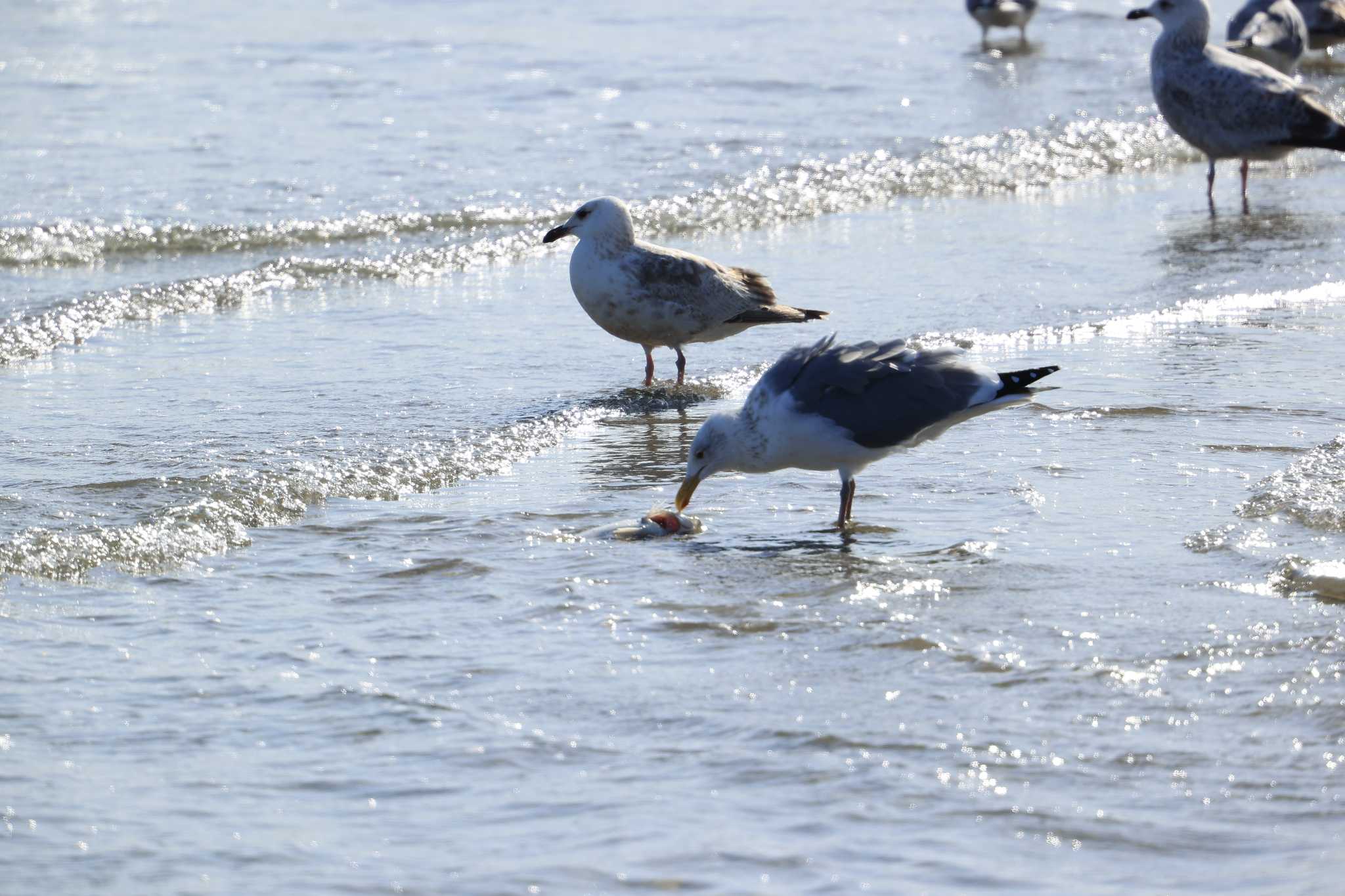 甲子園浜(兵庫県西宮市) ウミネコの写真