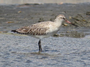 2021年4月18日(日) ふなばし三番瀬海浜公園の野鳥観察記録