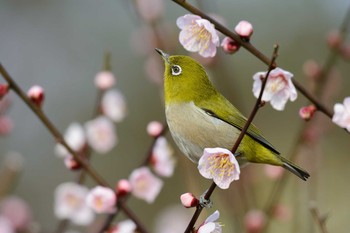 2017年2月18日(土) 大阪城公園の野鳥観察記録