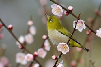 メジロ 大阪城公園 2017年2月18日(土)