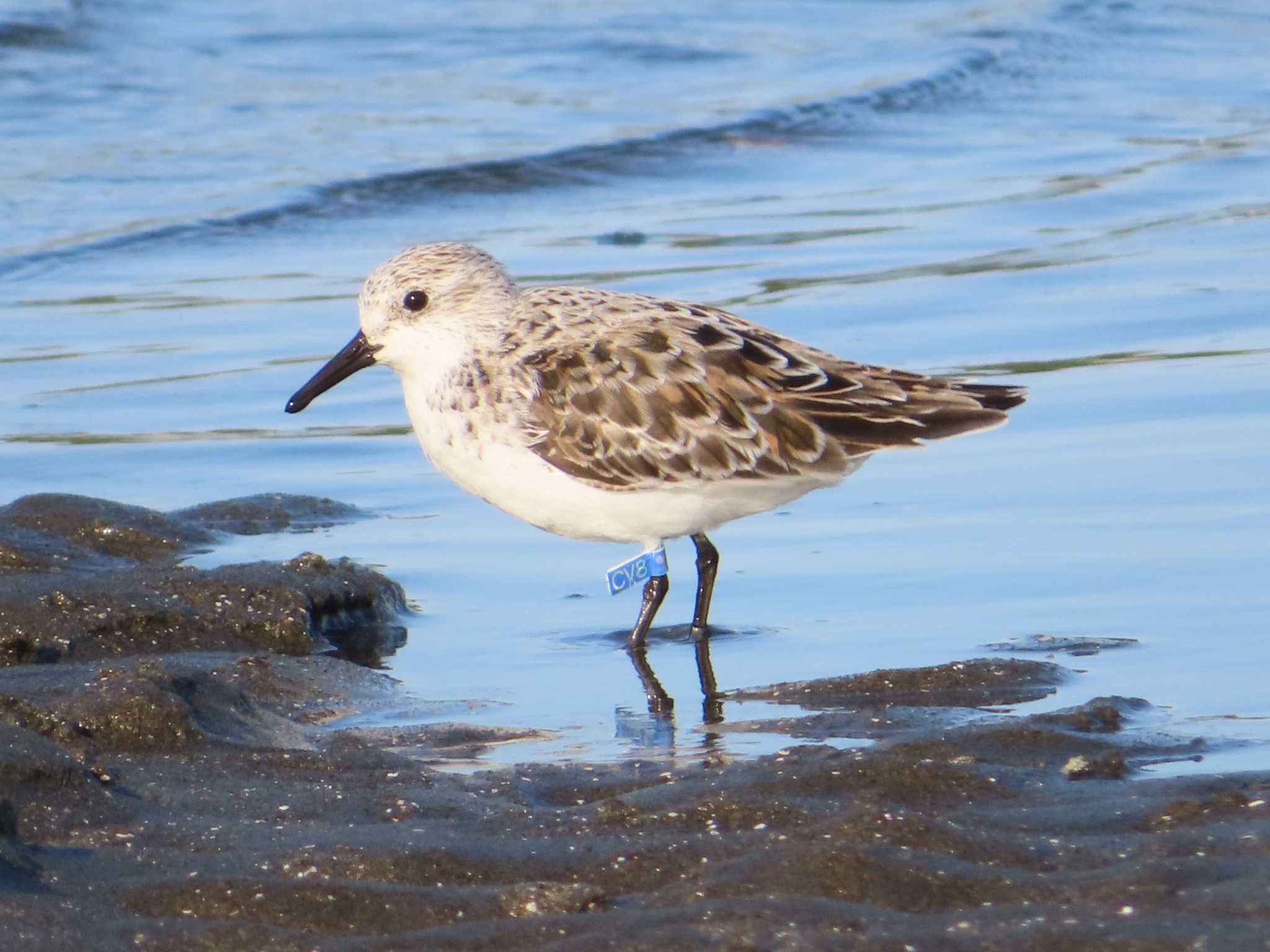 ふなばし三番瀬海浜公園 ミユビシギの写真