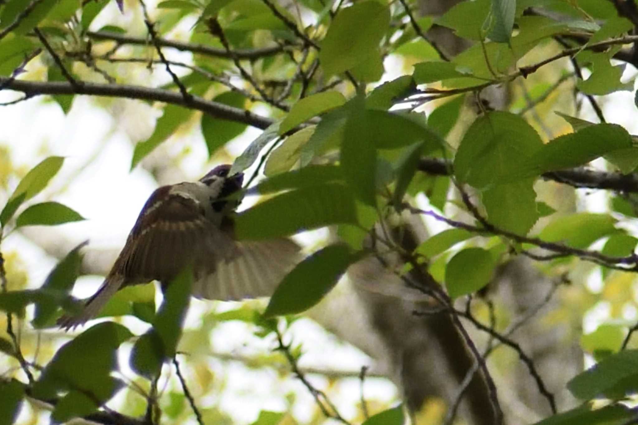 Eurasian Tree Sparrow