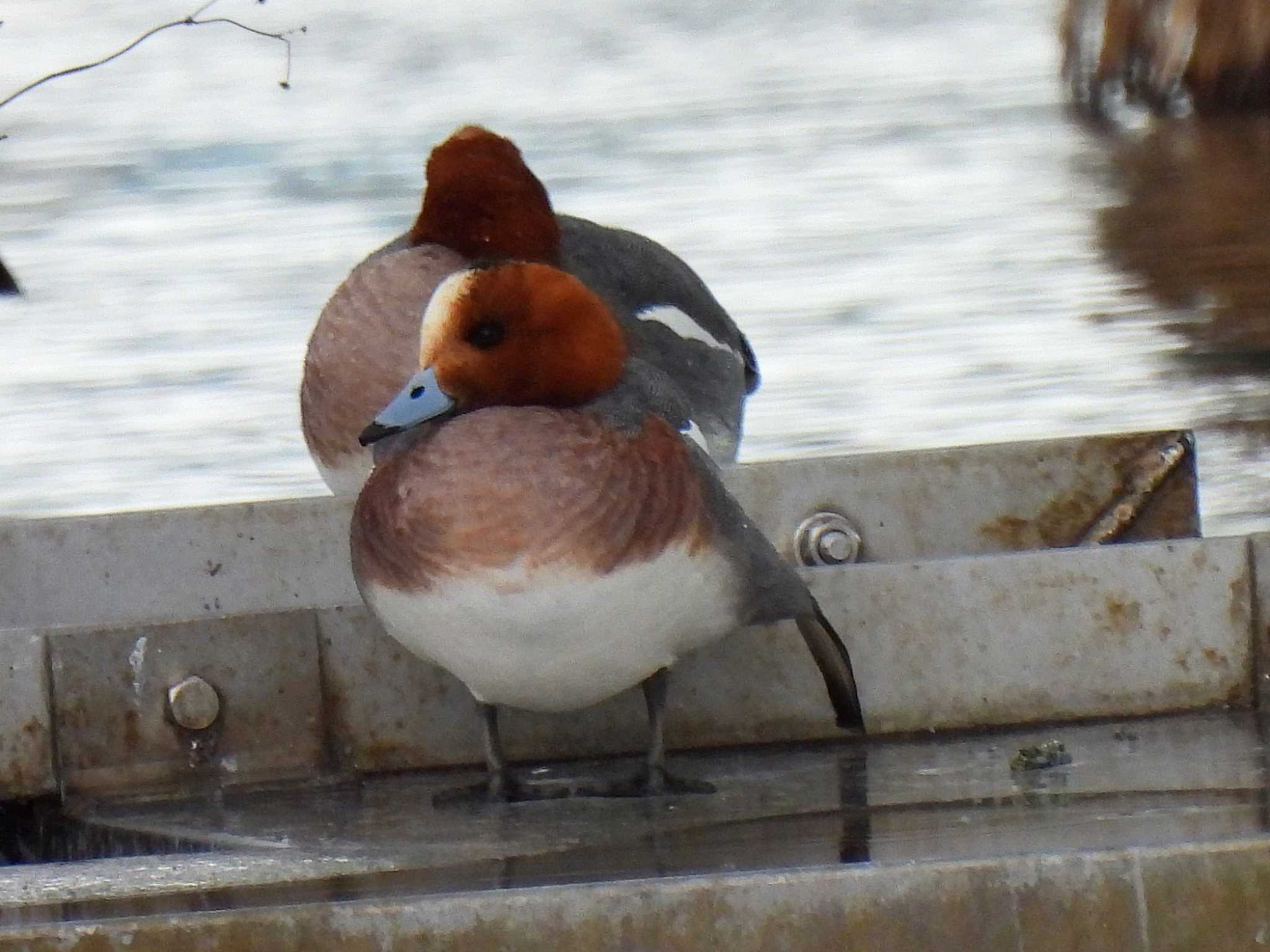 Eurasian Wigeon