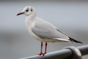 ユリカモメ 大阪城公園 2017年2月18日(土)