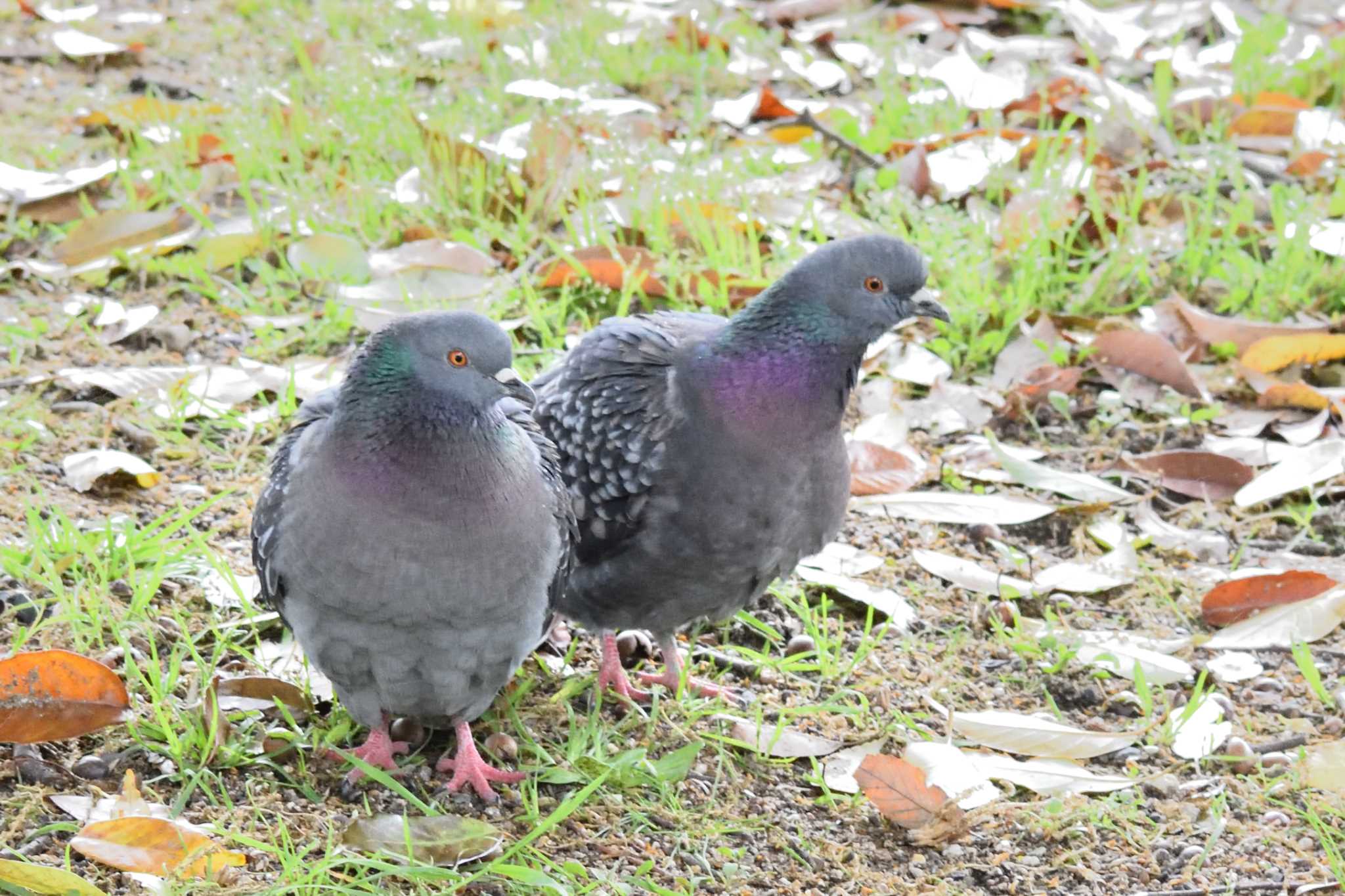 Rock Dove