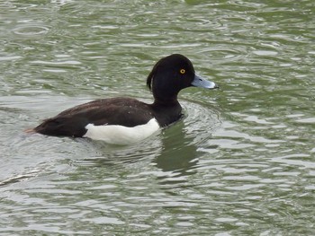 2021年4月18日(日) 荒子川公園の野鳥観察記録