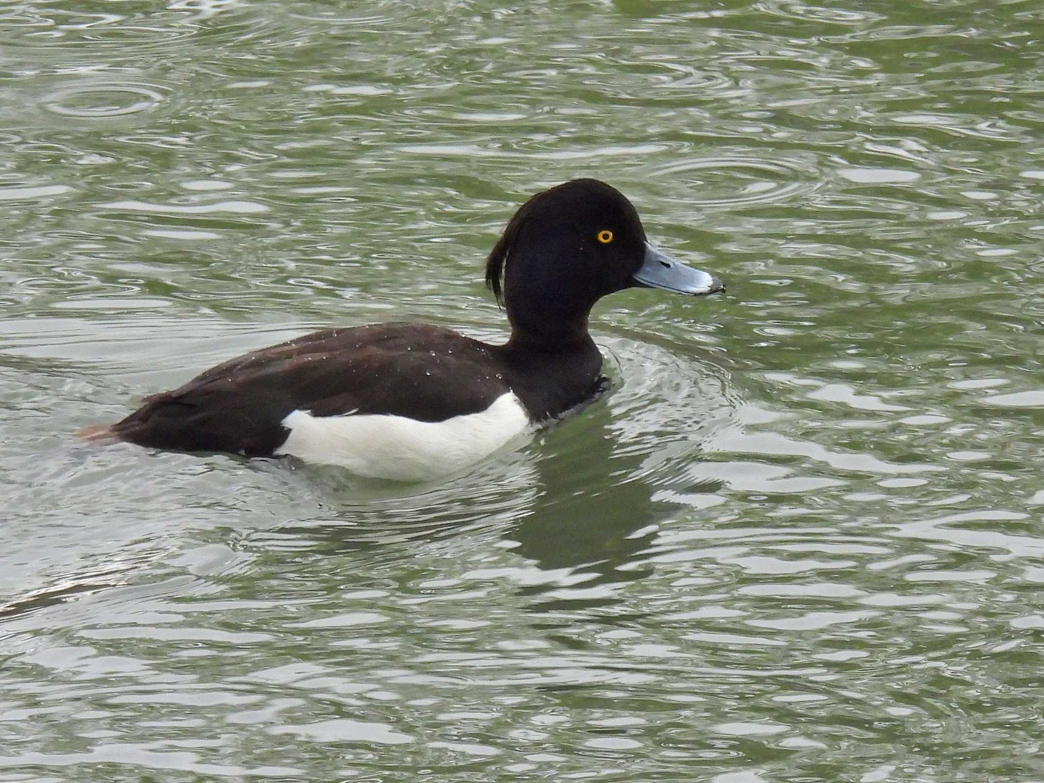 Tufted Duck