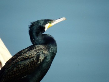 Great Cormorant 富岡並木ふなだまり公園 Thu, 4/15/2021