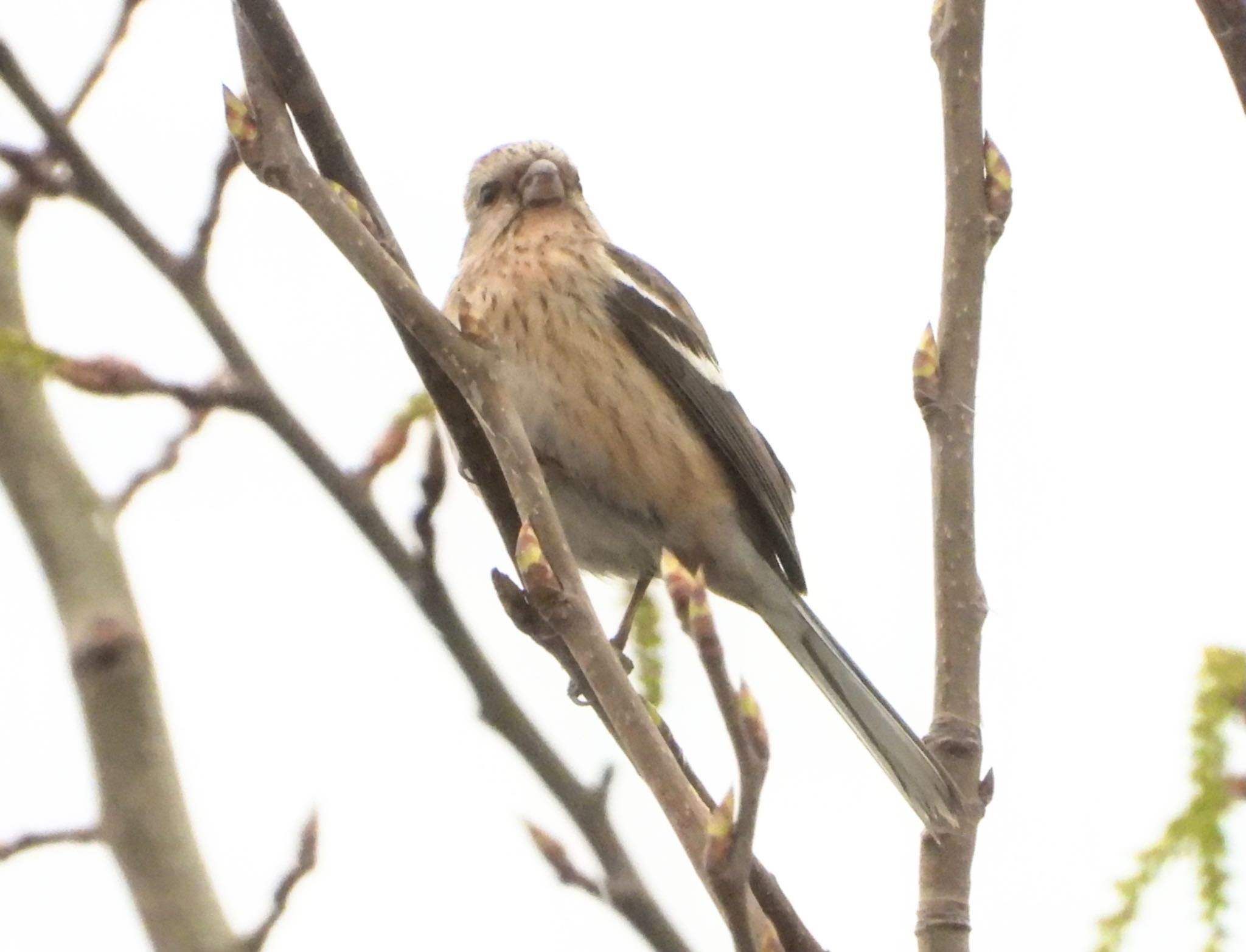 ベニマシコ♀？幼鳥？