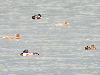 ハシビロガモ 弥富野鳥園 2021年4月18日(日)