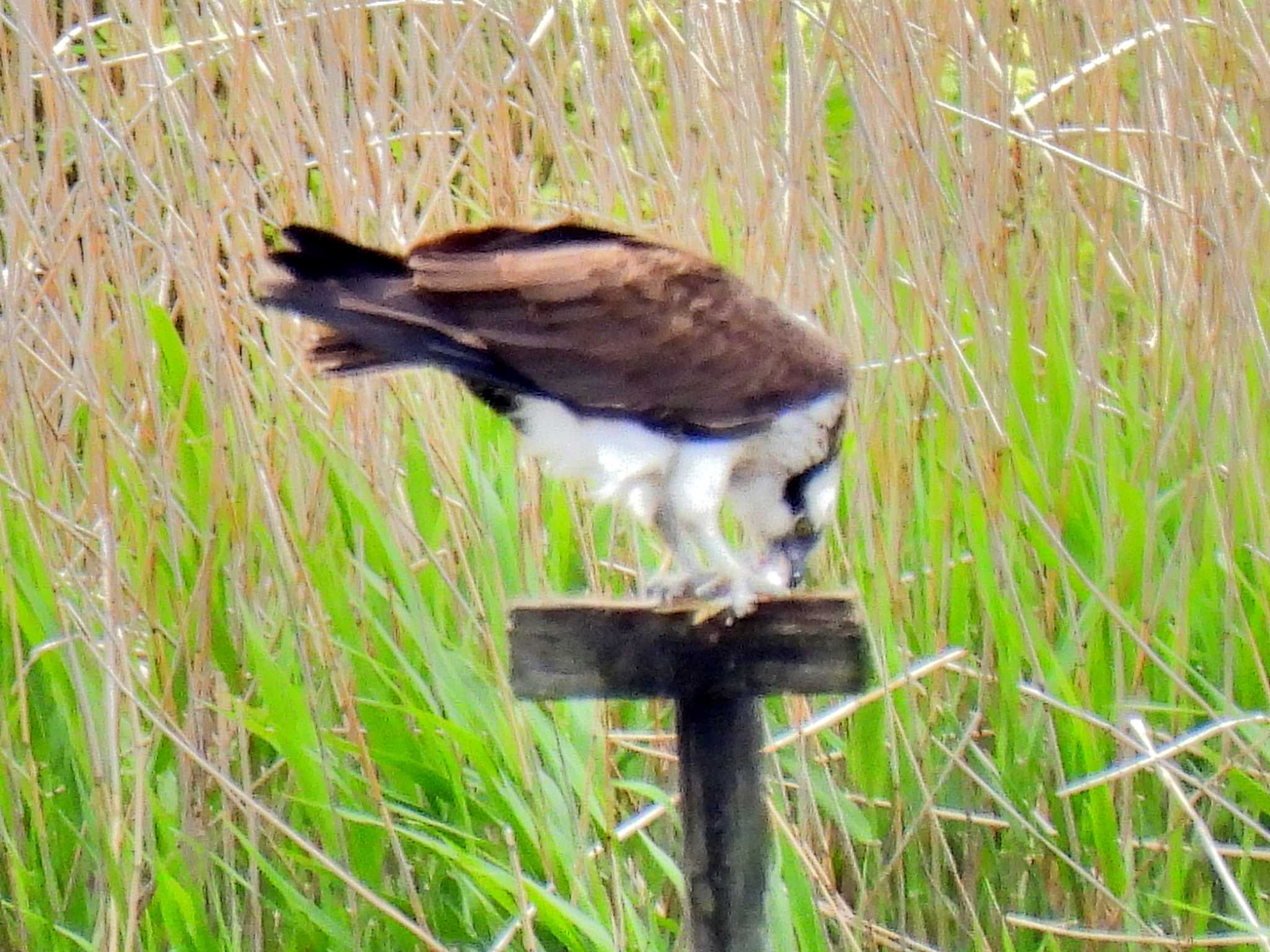 弥富野鳥園 ミサゴの写真