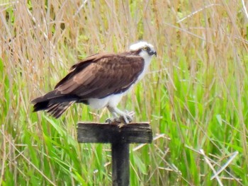 Sun, 4/18/2021 Birding report at 弥富野鳥園