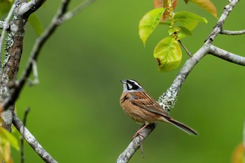 Meadow Bunting 福岡県 鞍手町 Sun, 4/18/2021