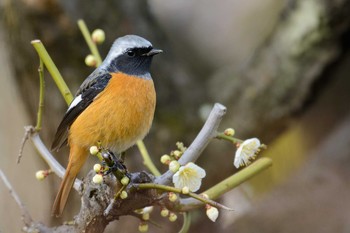 Daurian Redstart Osaka castle park Sat, 2/18/2017