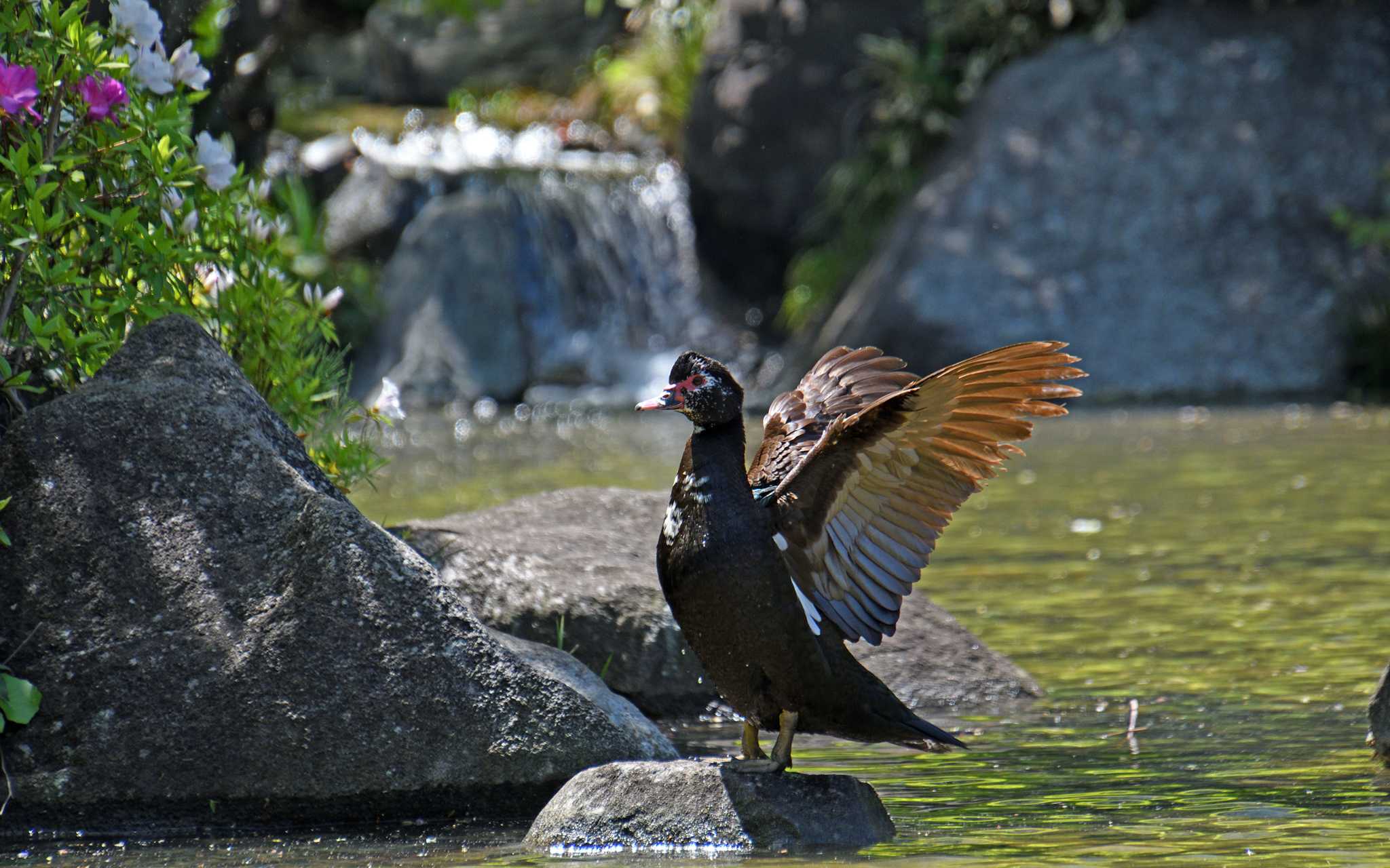 Photo of バリケン at 桧町公園 by しげじー