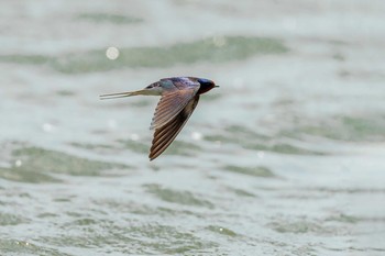 Barn Swallow 福岡県 鞍手町 Sun, 4/18/2021